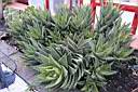 ALOE MITRIFORMIS.jpg